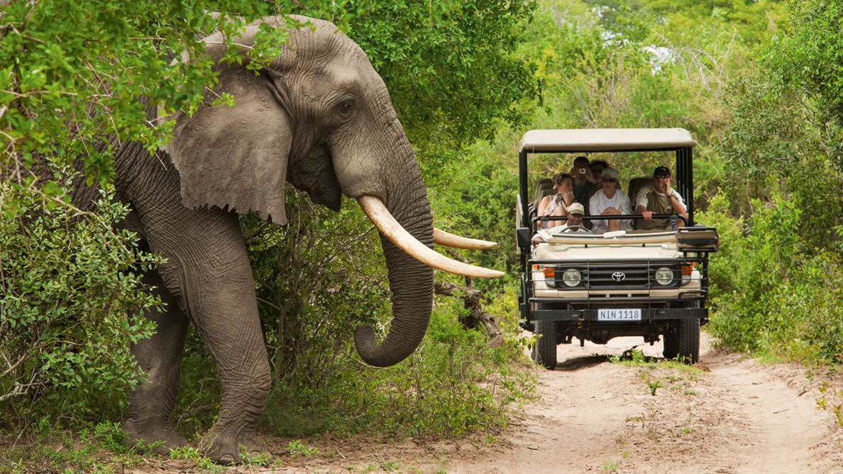 Staffe Promo Safari in Zuid-Afrika | Orchidee Reizen - Reisbureau Merchtem