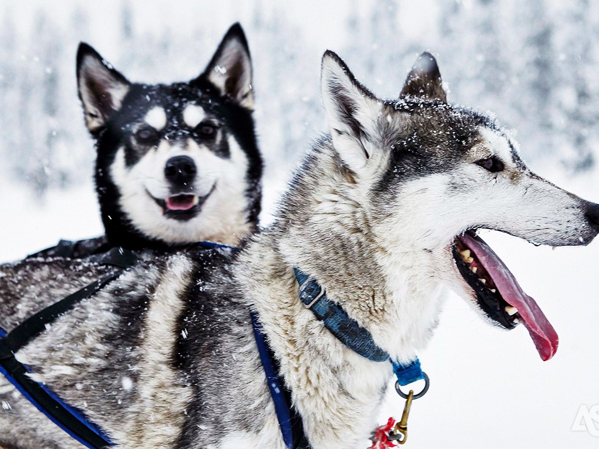 ruka-glass-village-avonturenweek-huskys